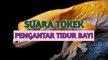 Cận Cảnh Rõ Nét Con Tắc Kè - Hình Ảnh Và Tiếng Tắc Kè Kêu - Picture And Sound Of Tokay Gecko #4