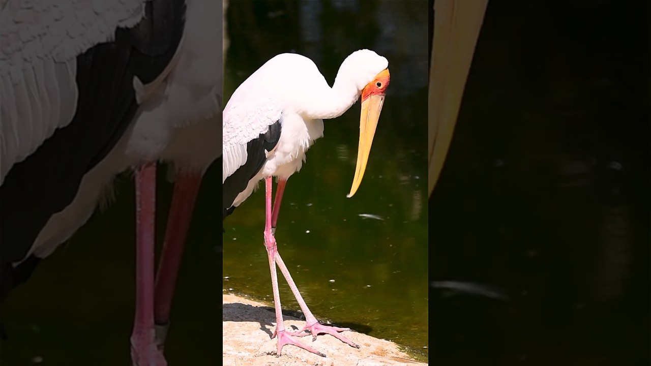 Amazing Animal Adaptations: How Wildlife Thrives in Extreme Environments 