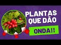 Plantas que dão onda ! Só coisa boa!