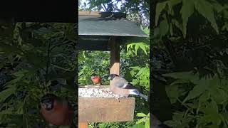 Male and Female Bullfinch #cornwall #bullfinch #wildlifecameras #wildbirds