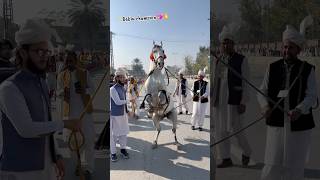 Amazing horse dance on dhool in pakistan🙌 | Ghora Bablu Champion well💖 |🐴🇵🇰#horse #horsedance #viral