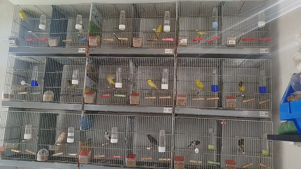 Ratito en el aviario 112( domingo dominguito)