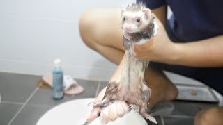 The ferret bathing video that you must love