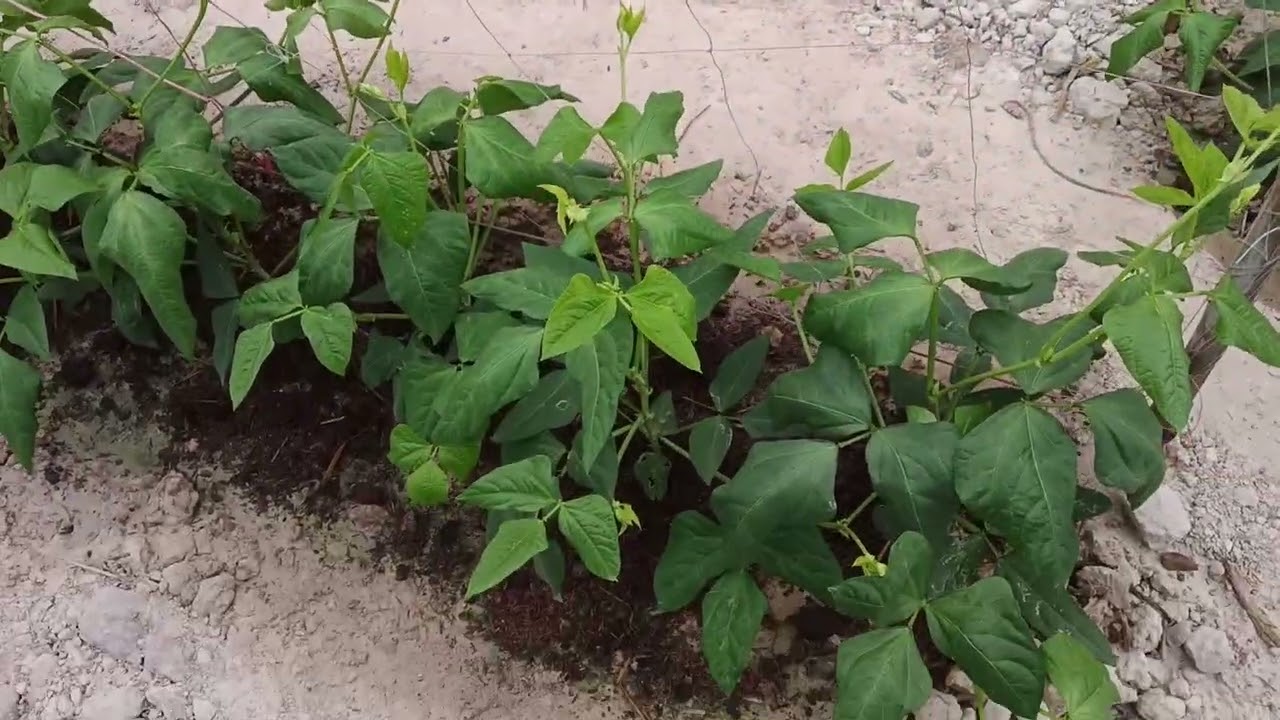 กิจกรรมประจำวัน##