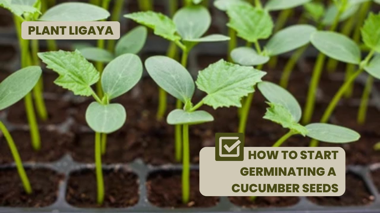 Easy Cucumber Seed Germination in a Styrofoam Cup Grow Your Own! YouTube