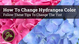 How to Change Hydrangea Color / Follow These Tips to Change the Tint Profile