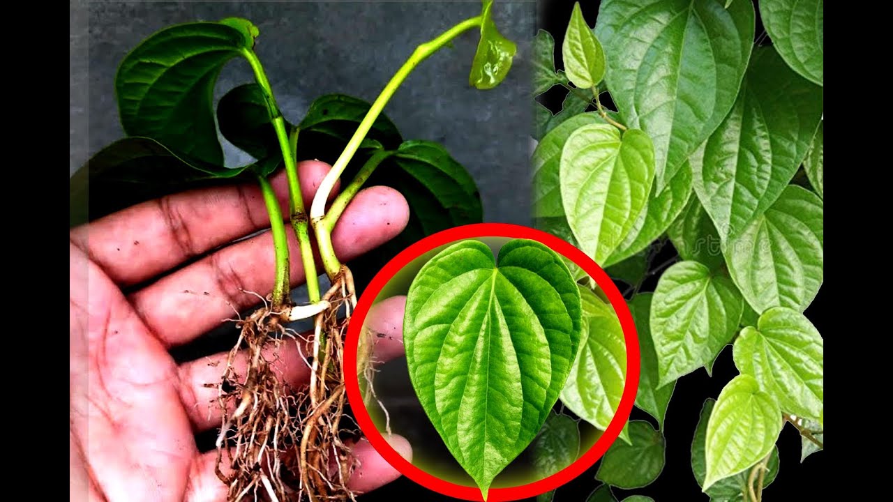 Propagating Betel Leaf Vine With Aloe Vera Betel Leaf Plantation Propagating Betel Leaf Vine With Aloe Vera Betel Leaf Plantation