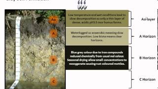 Gley Earth Formation