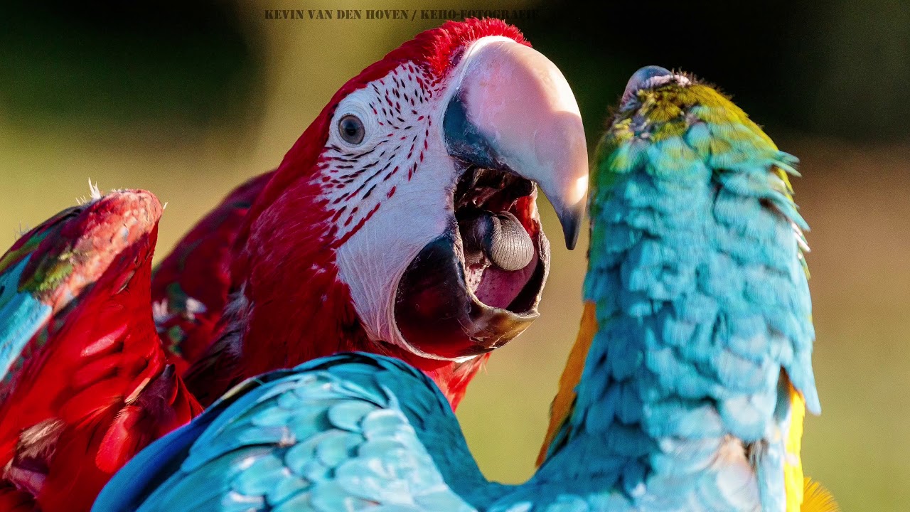 Dutch Wings FreeFlight Club Joined by KeHo Photography YouTube