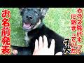 【野犬 子犬】ネットに絡まっていた子犬のお名前発表+おまけコーナー