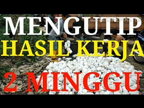 Hasil Kerja In English / Kehidupan Seorang Guru Pendidikan Khas: Hasil