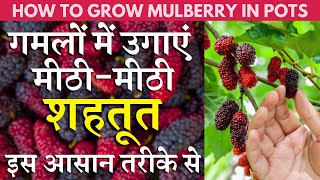 गमलों में उगाएं मीठीमीठी शहतूत / Mulberry इस आसान तरीके से || HOW TO GROW MULBERRY IN POTS ATT HOME