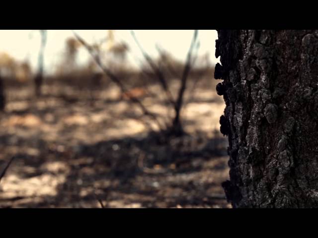 Cerrado: berço das águas do Brasil