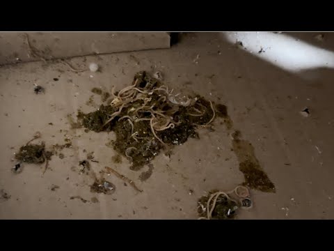 Как я избавляюсь от ГЛИСТОВ! #göyərçin #pigeons #tauben #голуби