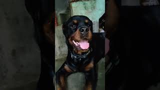 Jonny's condition is very bad in summer@jonnytherottweilerdog #dog #rottweilerdog #rottweiler