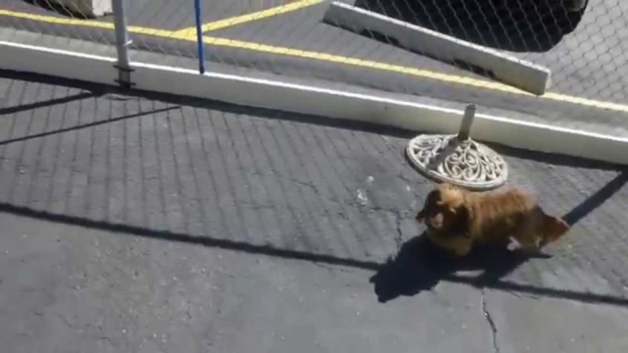 Bongo's Dog Resort Tuesday August 2, 2014 YouTube