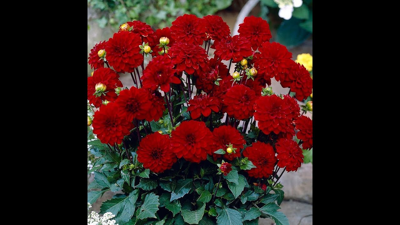 garden near me #flowers of our garden# - YouTube
