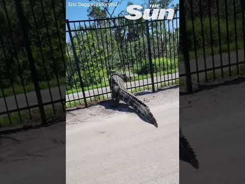 Giant alligator bends metal fence to force a way through #shorts 🐊