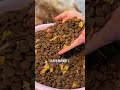 #DogGrooming #DogCare #CuteDogs #DogLovers #DogsOfYouTube #HappyDog 💡 Duoduo: I can be full 🦄 P169