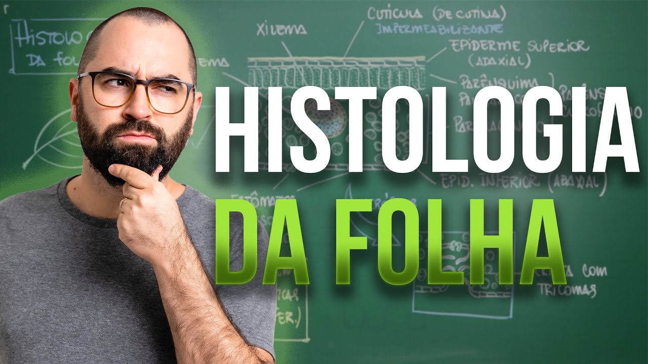 Curso C - Aula 10: Funções — Eightify