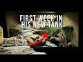 Leopard Gecko Moves In To 80 Gallon Bioactive Tank | FIRST WEEK