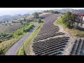 Lavanda sulla pedaggera Langhe