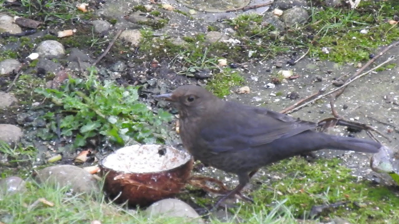 My Little Blackbird & her Mate I think?  Feed the birds UK 15 01 26