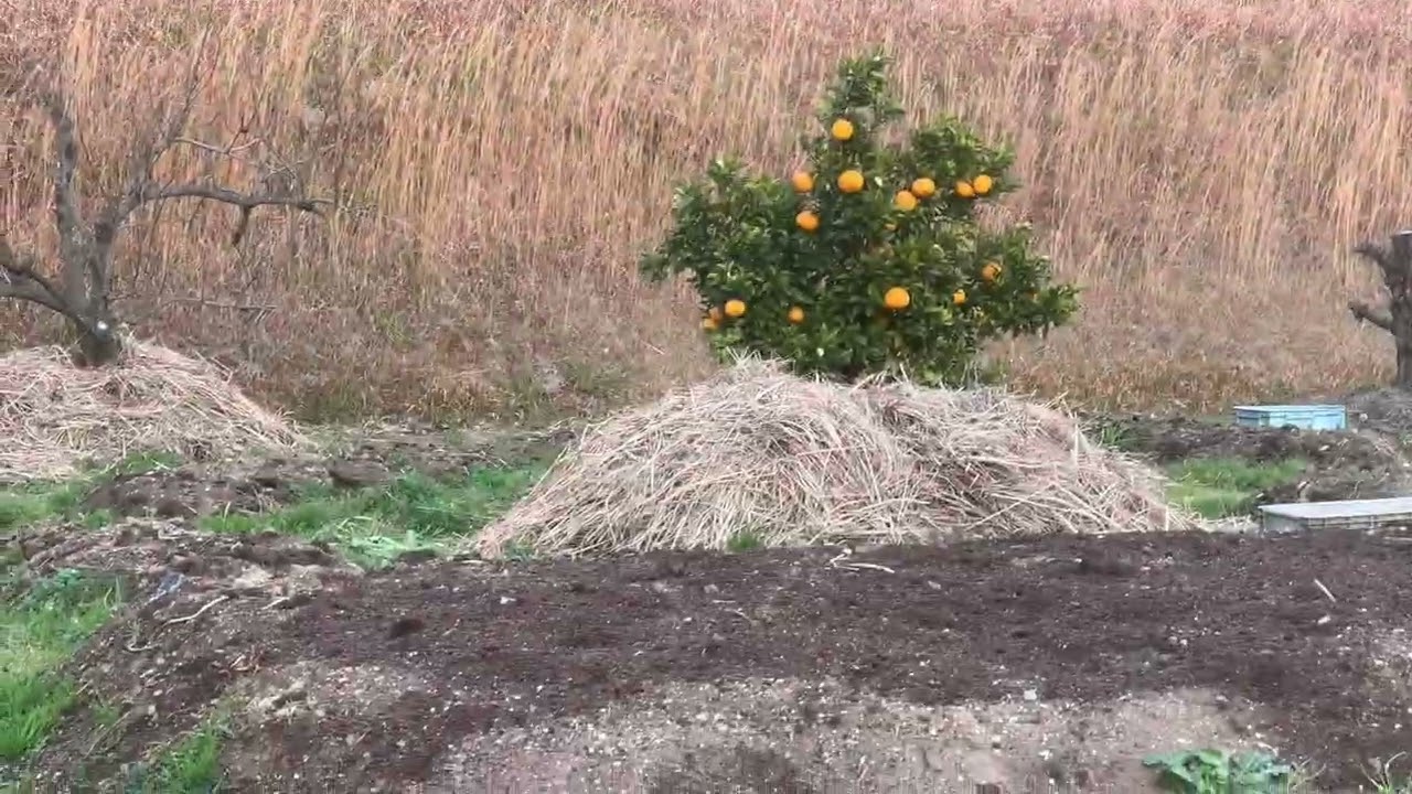 夕方、田舎道を散歩しました。今日も、風もなく、穏やかな散歩日和でした。