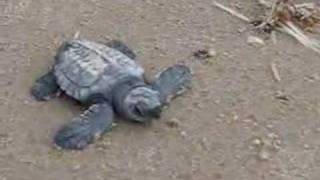 92 Kemp's ridley sea turtles released on South Padre Island