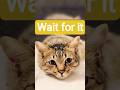 “Wait for the Eye Transition 👀✨” #cat #kitten #shorts