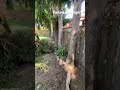  #failed #fail #treecutting #treeremoval #explore