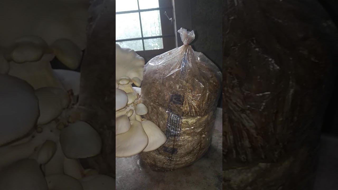 കൂൺ വിത്തിനും പരിശീലനത്തിനും സംശയങ്ങൾക്കും വിളിക്കുക 9048659911