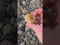 Love to hunt the dry and when the sun is just right it helps find nature's gems.#agate #rocks #pnw