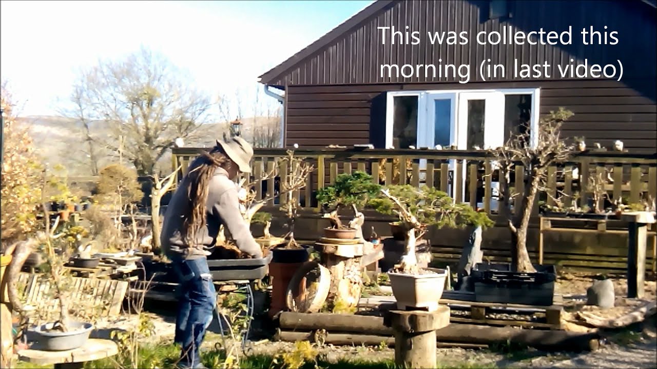 Yamadori beech...Collecting for bonsai (random vlog)