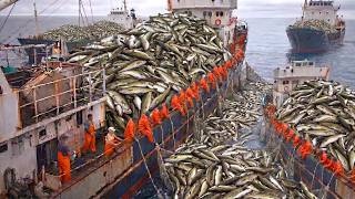 How American Fishermen Catch Atlantic Pollock on a Large Scale | A Deep-Sea Fishing Documentary