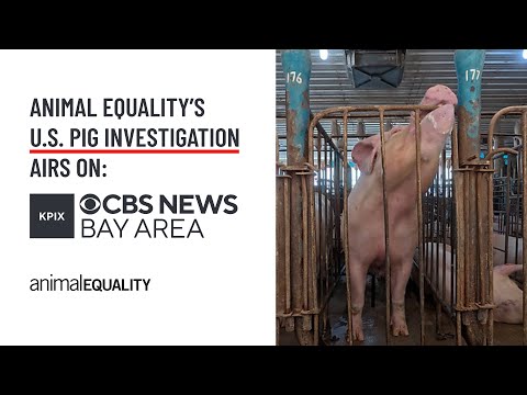 Animal Equality’s gestation crate investigation airs on CBS News
