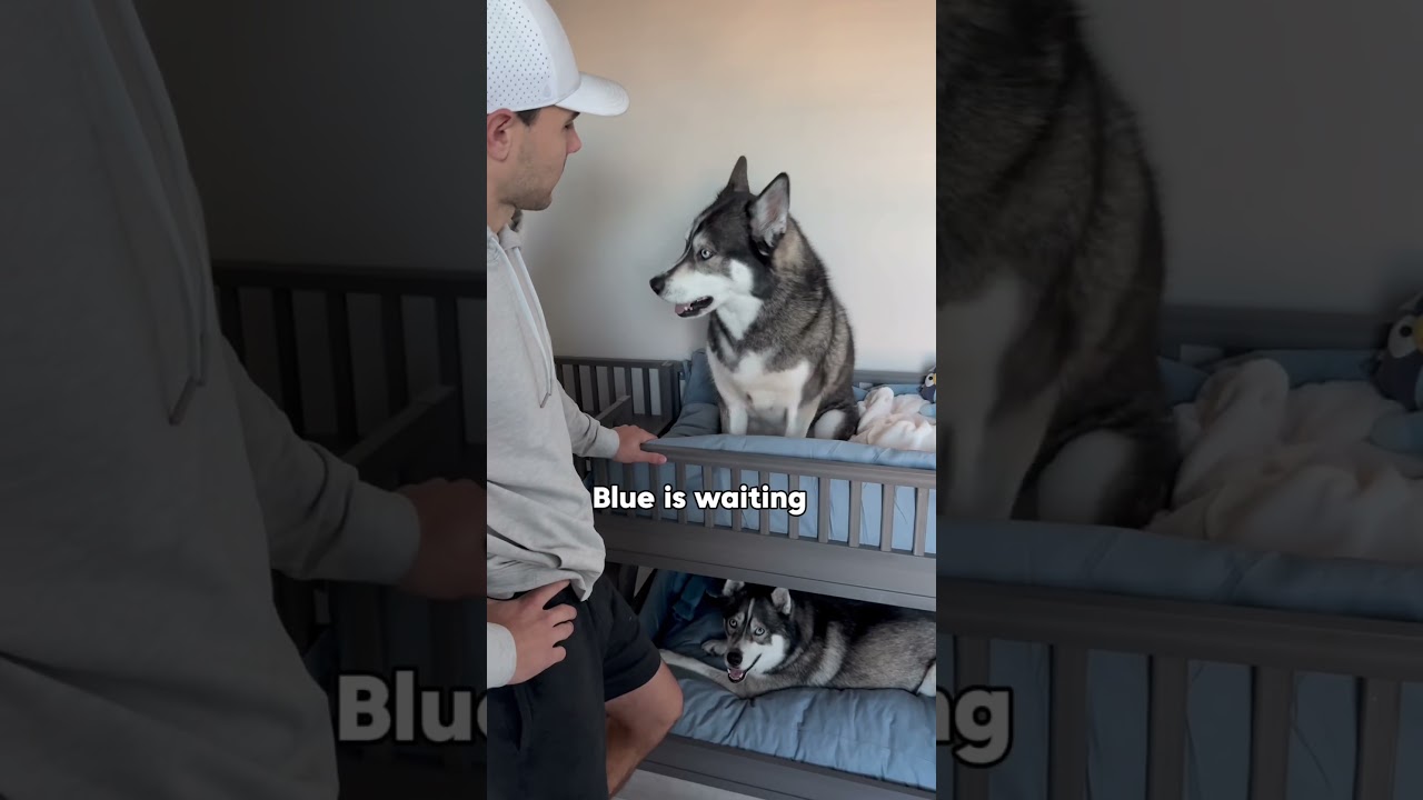 My dogs refuse to leave their bunk beds! 