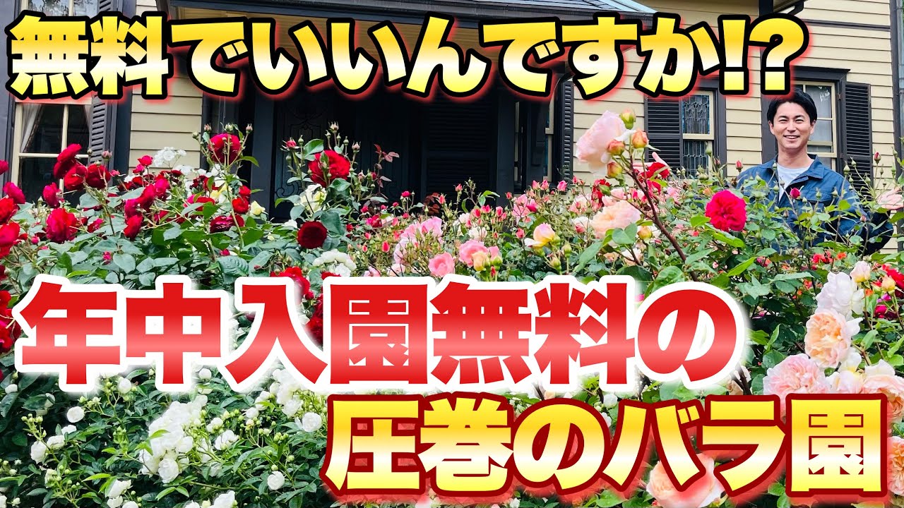 【年中入園無料！？】横浜のバラの名所！歴史的西洋館と共に楽しめる年中無料の圧巻のバラ園を巡ります【ガーデニング】【ばら】【薔薇】【はなみるスポット横浜】