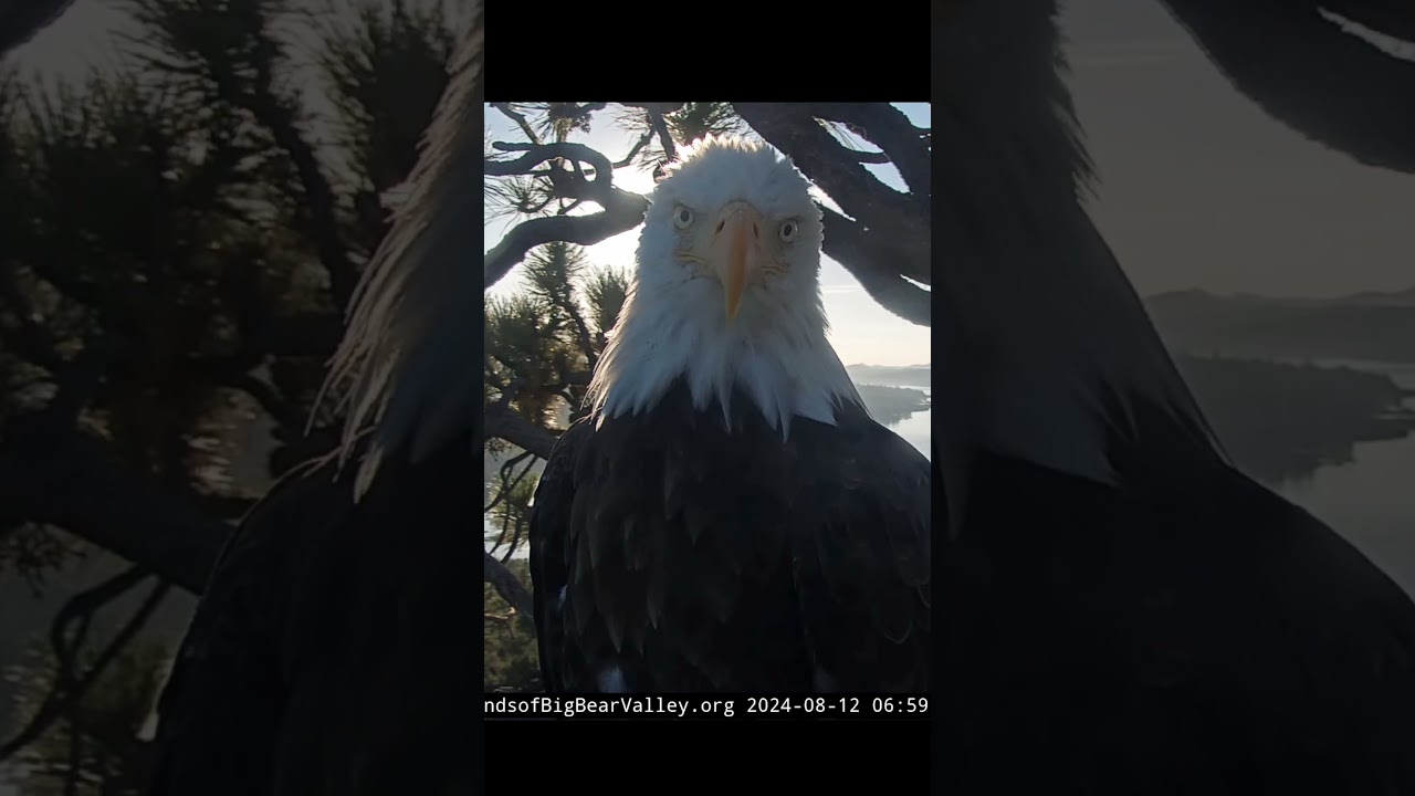 Aug 12, 2024 Shadow hears Jackie's chortles