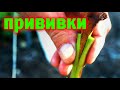 Прививка винограда - секреты и тонкости!