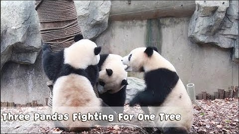 Three Pandas Fighting For One Tree | iPanda