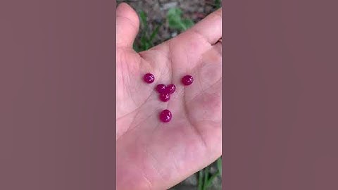 Giao lưu lô ruby Yên Bái nhỏ xinh #gemstone #ruby #gem #rubygems