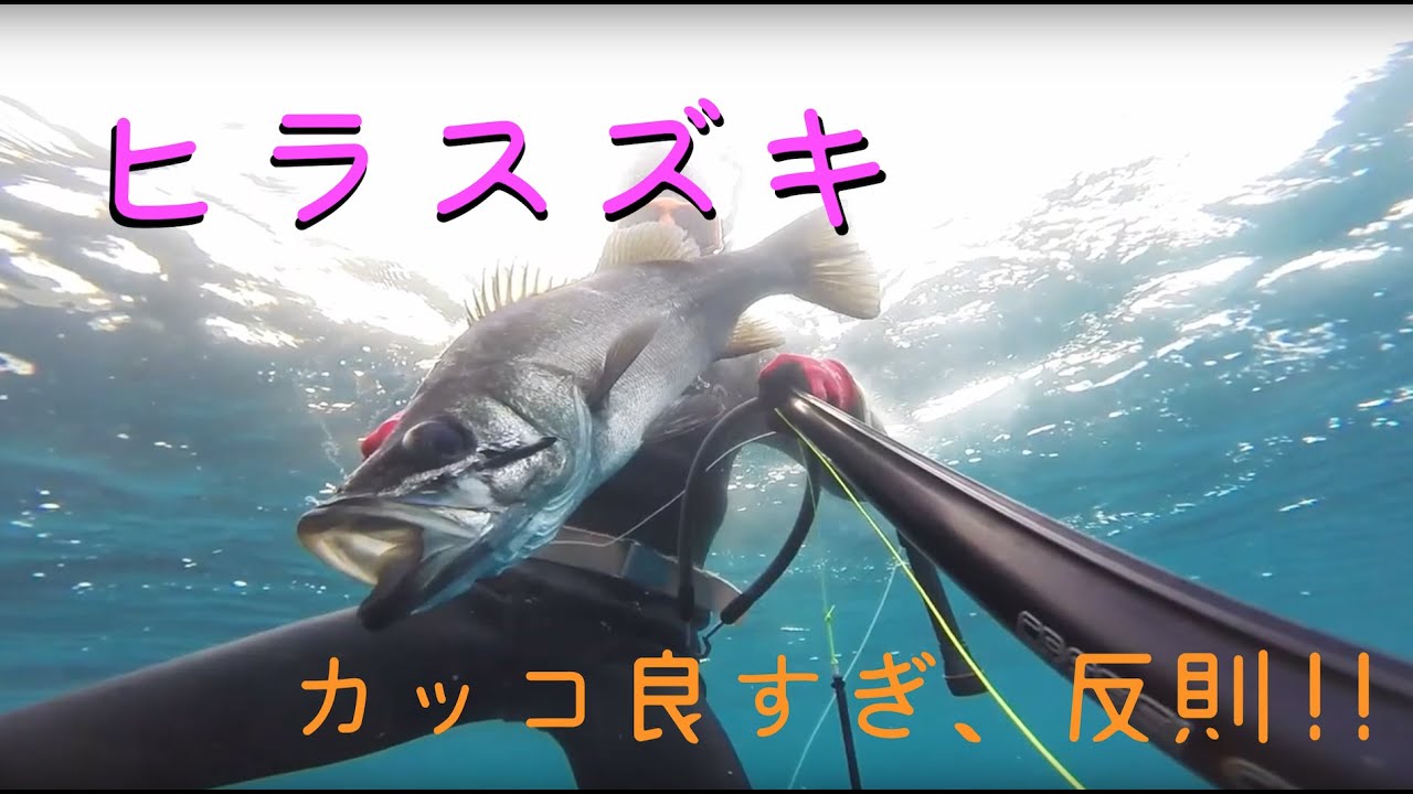 対馬の素潜り漁師 冬の魚突き2 ヒラスズキ イシダイ Youtube