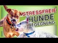Stressvermeidung bei Hundebegegnungen - mit diesen einfachen Tipps klappt es