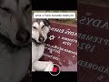 Bu Köpek Neden Ağlıyor, Biliyor musun? 🥺
