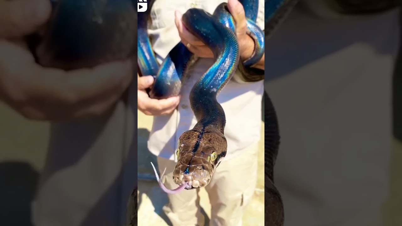 Rainbow python snake 😳🐍🔥