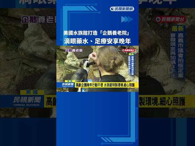 美國水族館打造「企鵝養老院」 滴眼藥水、足療安享晚年－民視新聞