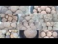 Asmr edits requested of masoom clay crunch compilation very outstanding and satisfying 