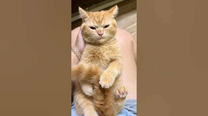 Video 10808691: cats cutecat meow catlover, cat kitten cute pets, cat kitten pets funny, cat meowing cute adorable, cats meowing cute dogs, kitten steals