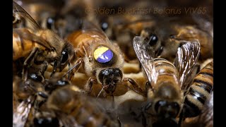 Пчелы Golden Buckfast уже во Франции. Golden Bee
